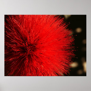 Póster O fogo-de-artifício da natureza