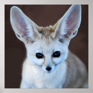 Poster O Fox o mais bonito de Fennec dos mundos