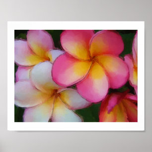 Póster O Frangipani do Plumeria floresce o esboço da