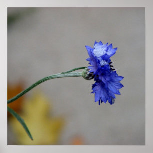 Poster O frio do inverno