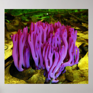 Poster O fungo coral violeta Clavaria Zollingeri