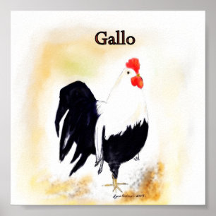 Póster O galo italiano Gallo