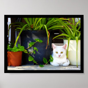 Poster O Gatinho do Jardim