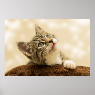 Poster O Gatinho Mais Bonito De Todos Os Dias