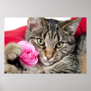 Póster O gato de gato malhado bonito com aumentou
