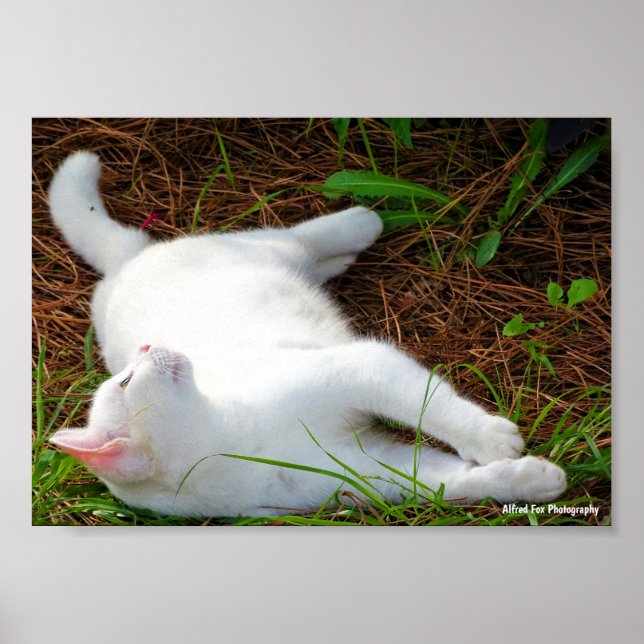 Poster O Gato e a Mosca (Frente)