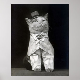 Póster O Gato Elegante, 1906. Foto Antiga