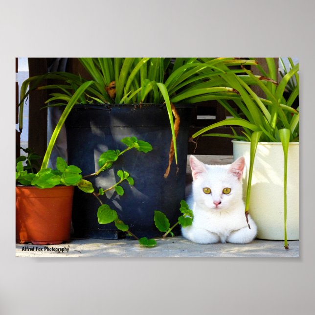 Poster O Gato Entre as Plantas (Frente)
