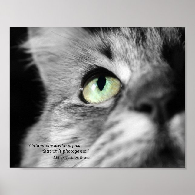 Poster O Gato Fotogênico (Frente)