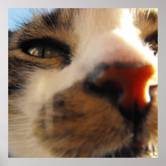 Póster o gato mais amoroso do mundo