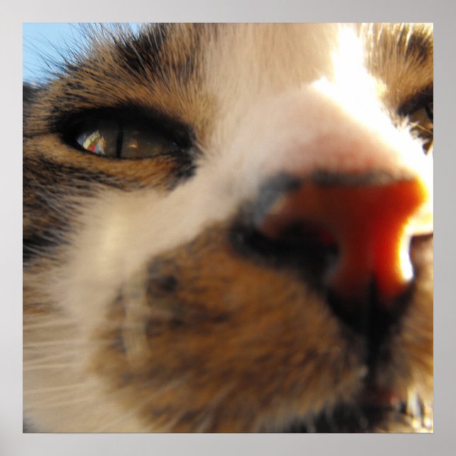 Póster o gato mais amoroso do mundo (Frente)