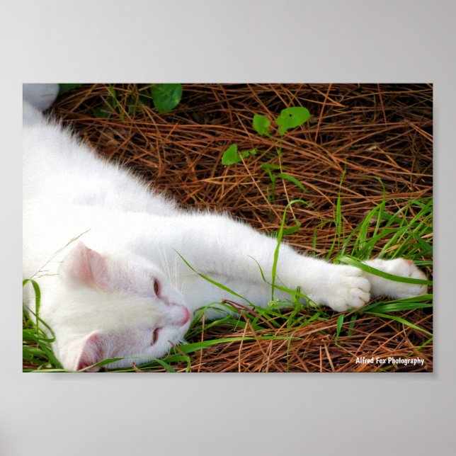 Poster O Gato nas Agulhas de Pinheiro (Frente)