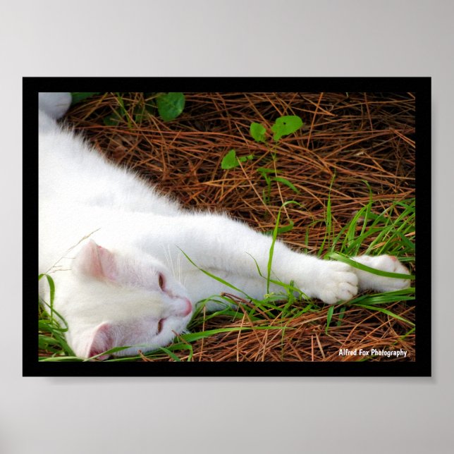 Poster O Gato nas Agulhas de Pinheiro (Frente)
