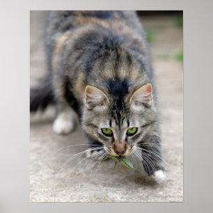 Póster o gato travou um lagarto