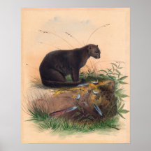 O Gato Yaguarundi de Joseph Wolf