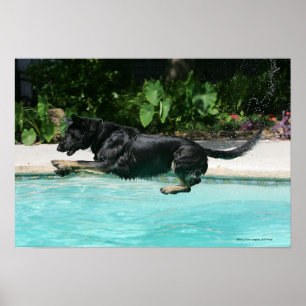 Póster O german shepherd que salta na água