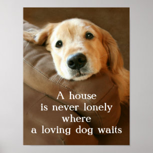 Poster O golden retriever uma casa é nunca só