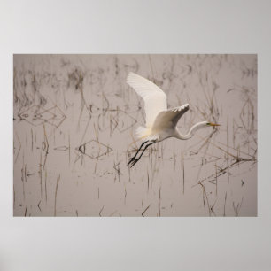 Póster O grande Egret 36 x 24 papéis arquivísticos