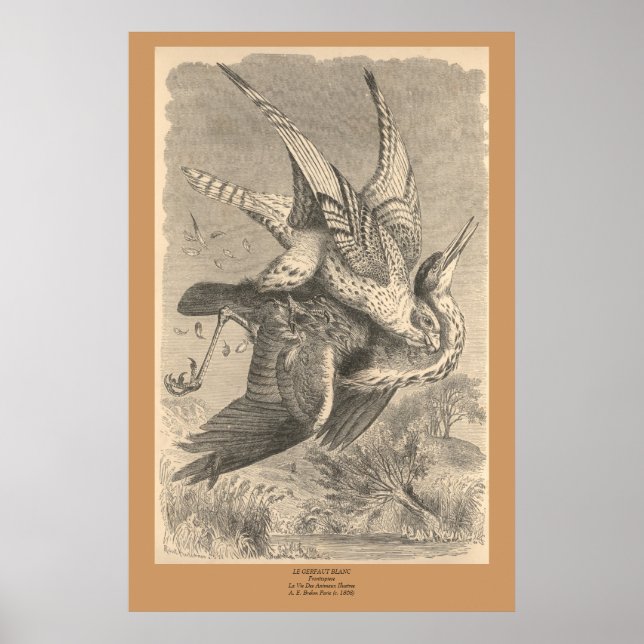 Poster O Gyfalcon (Frente)