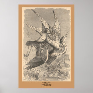 Poster O Gyrfalcon