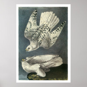 Poster O Gyrfalcon de Audubon