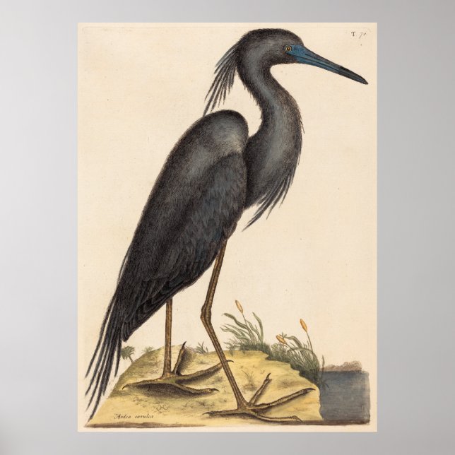 Poster O Herão Azul (Ardea coerulea) (Frente)