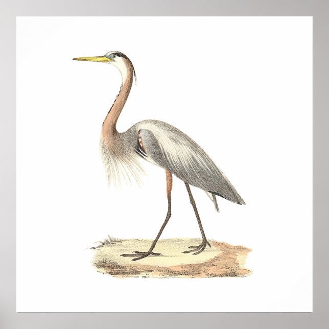 Póster O Herão Azul Excelente (Ardea herodias) (Frente)