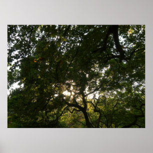 Póster O japonês ramifica IV