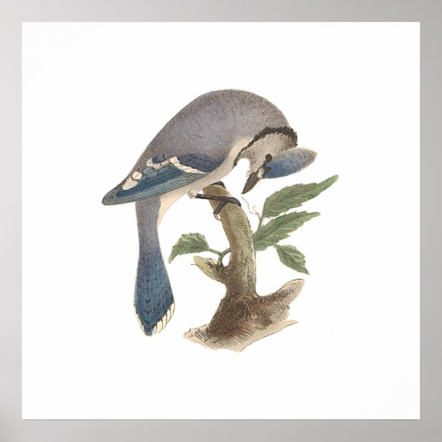 Póster O Jay Azul (Garrulus cristatus) (Frente)