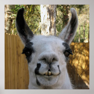 Póster O lama