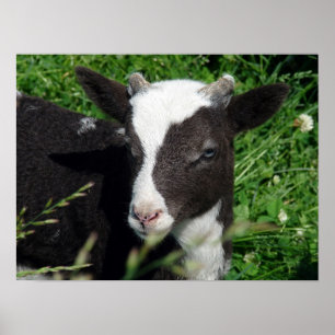 Póster O Lamb da Amy
