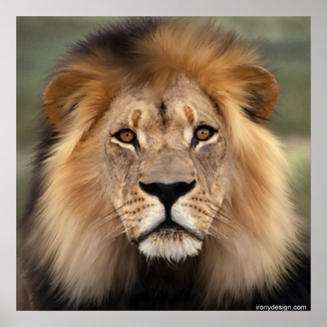 Póster O Leão (Frente)