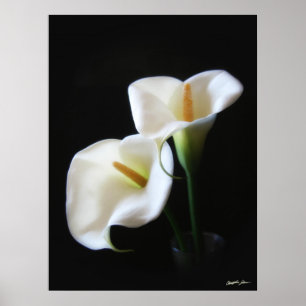 Póster O lírio de Calla elegante floresce 13