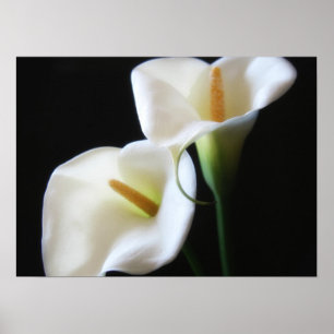 Póster O lírio de Calla elegante floresce 13