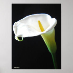 Póster O lírio de Calla elegante floresce 15
