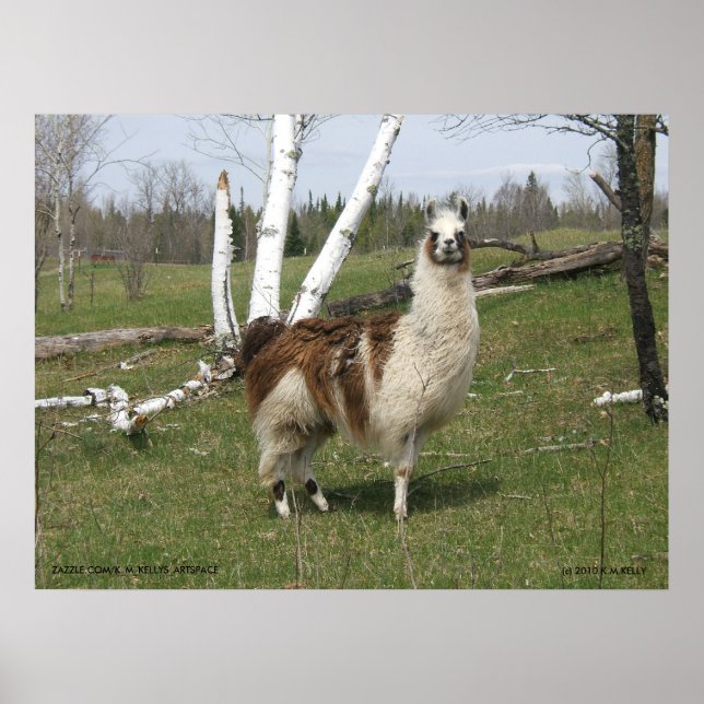 POSTER O LLAMA DIÁRIO (Frente)