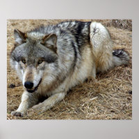 O Lobo Bravo