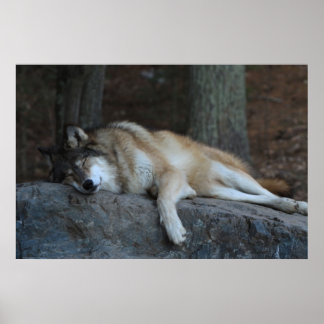 Póster O Lobo Dormindo