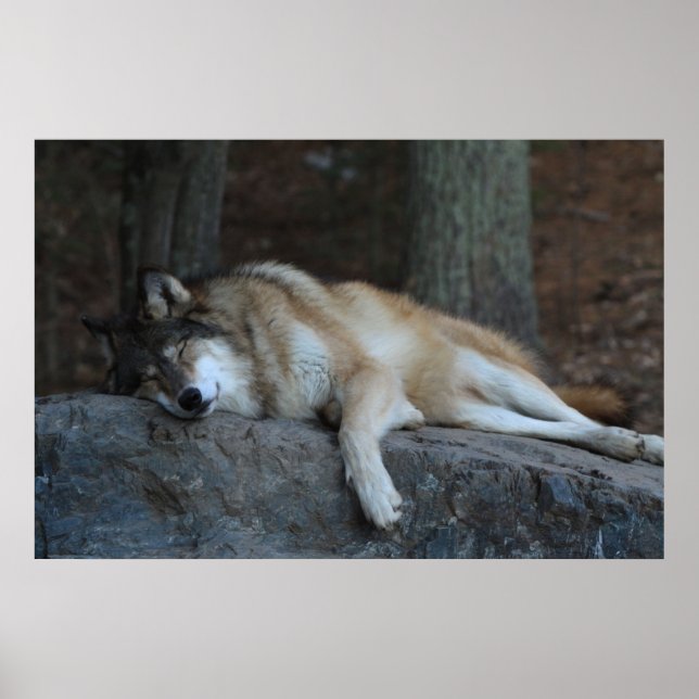 Póster O Lobo Dormindo (Frente)