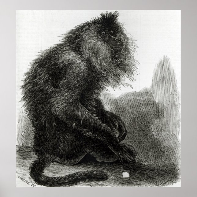 Poster O Macaco do Waderoo Indiano (Frente)