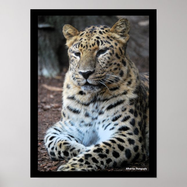 Poster O Majestoso Leopardo (Frente)