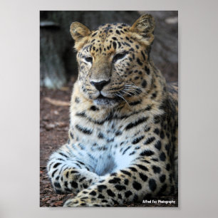 Poster O Majestoso Leopardo