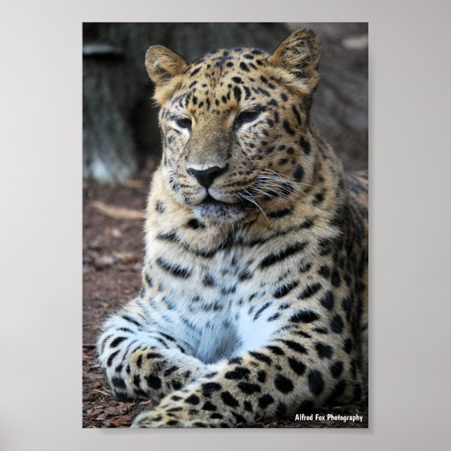 Poster O Majestoso Leopardo (Frente)