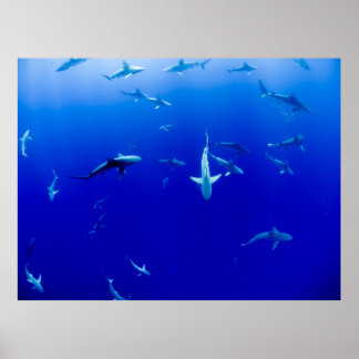 POSTER O MAR