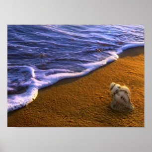 Poster O mar Shell no surf divide