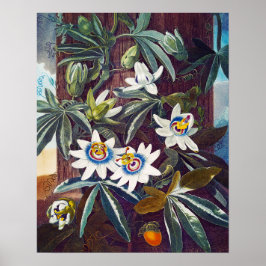 Poster O maracujá azul