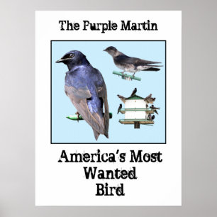 Poster O Martin roxo