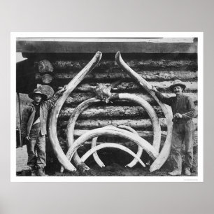 Poster O Mastodon antigo desossa Alaska 1908