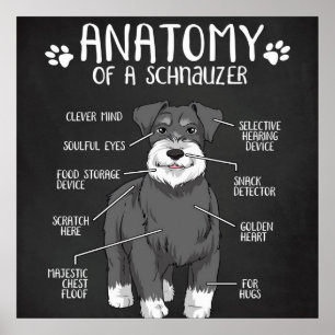 Poster O melhor cão de anatomia do cão Schnauzer