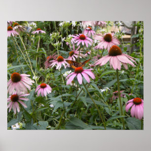 Póster O Melhor da Natureza, Borboleta e Margaridas Rosa